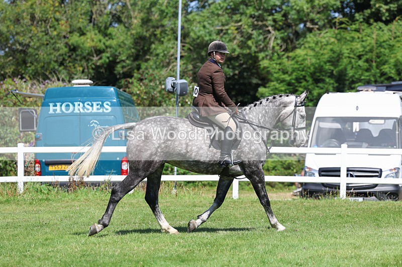 3E7A8933 - Class 6: Open Working Horse