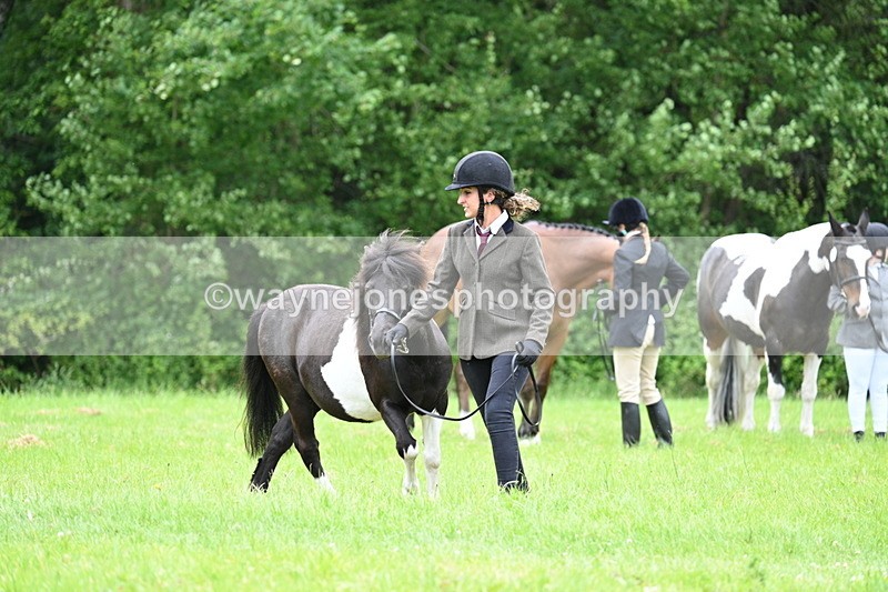 WJ7_4078 - Class 14A Handsome Gelding