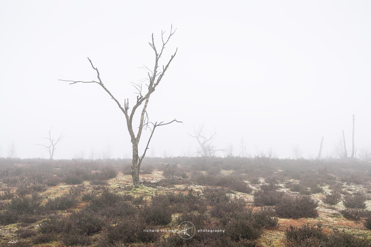  - Charred Mist