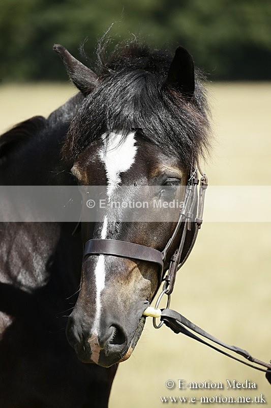 _EP59150 - Roving Camera BVRC Show 2018