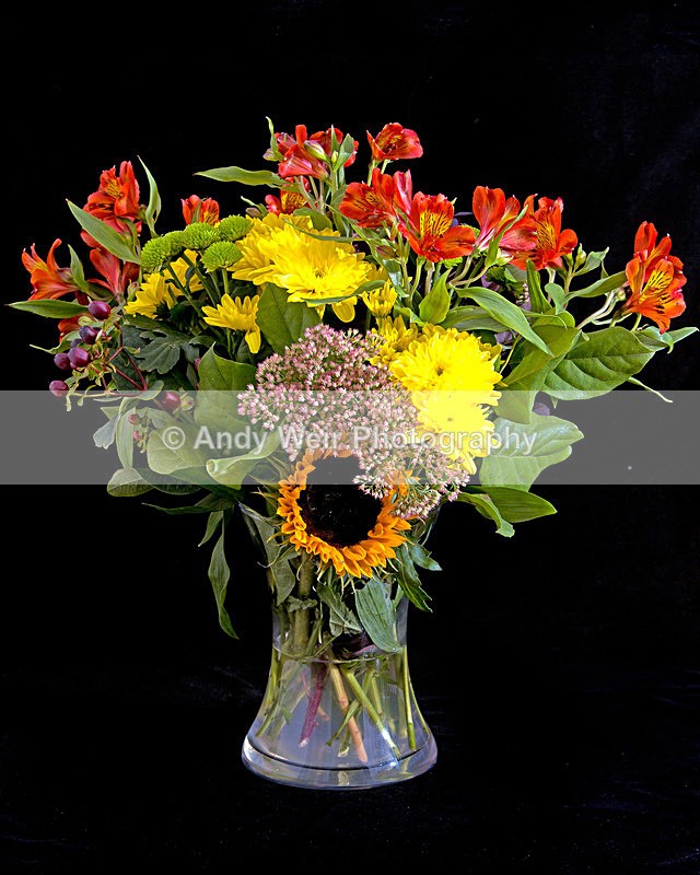 20150921-3K8A9966-3650 - Plants & Flowers