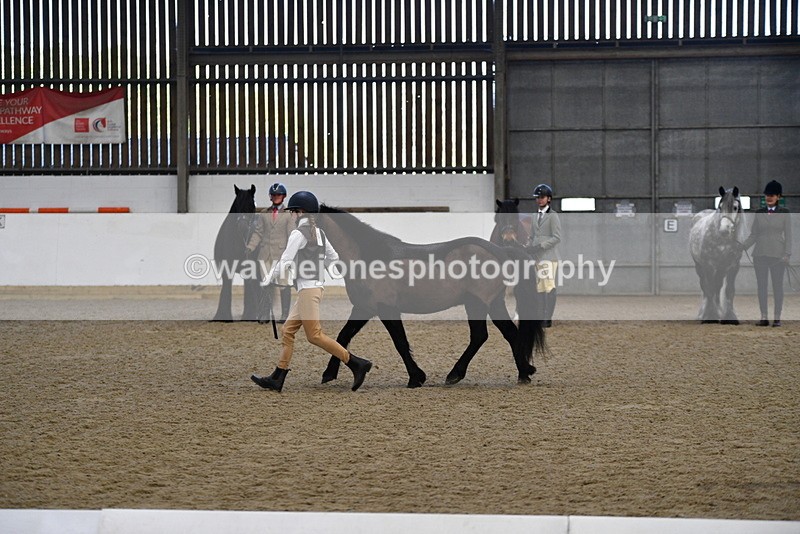 WJ5_4204 - Class 6 In hand M&M - Large Breeds