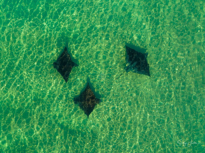 Spotted Eagle Rays 6 - Marine Wildlife
