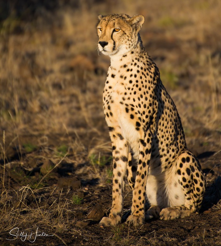 Cheetah Mother 1