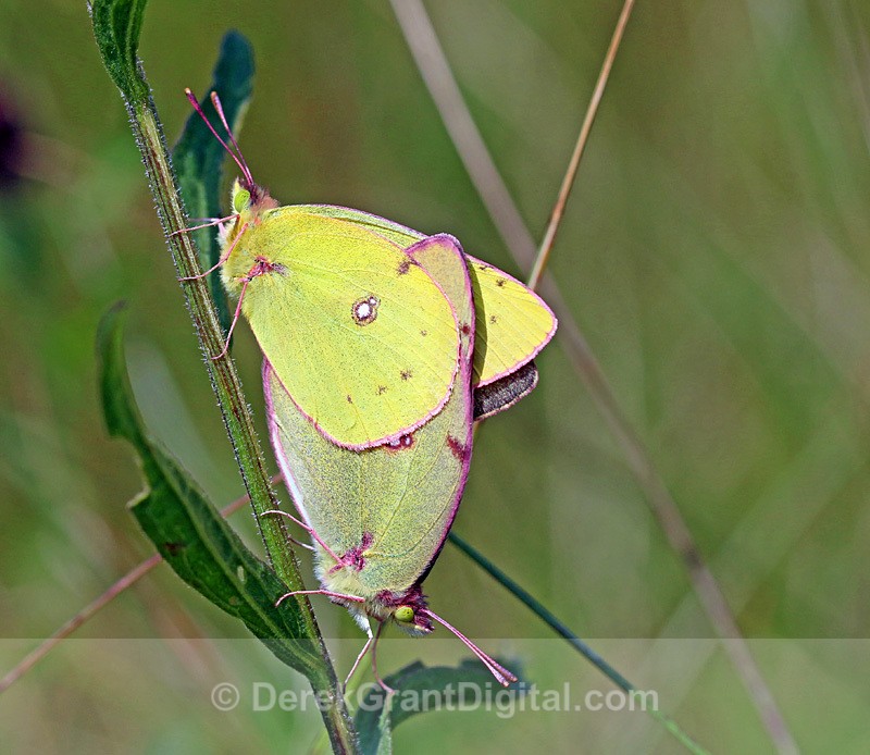 Colias Philodice(mating pair) - Butterflies & Moths of Atlantic Canada