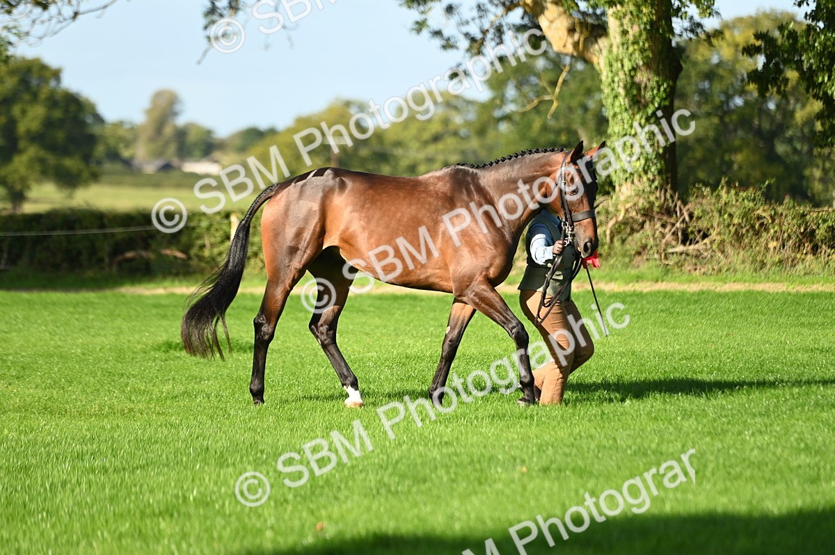 SBM_15812 - S1 - TSR in Hand Horse & Pony Showing