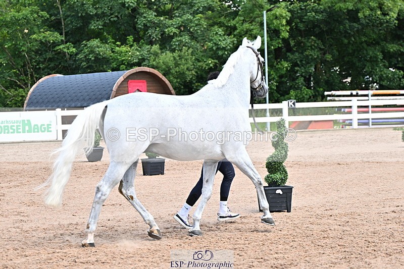 240718A-105254-01301 - Trot Up 12pm to 1pm