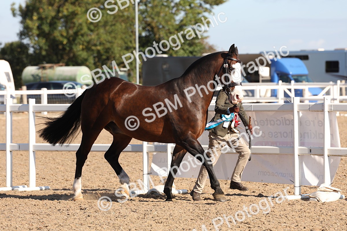 SBM_11772 - Class 204 - Young Handler 11 to 16 years