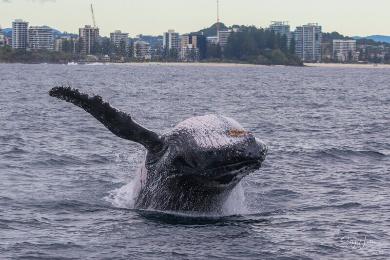 0A3A5510 - 2024 Whale Photos