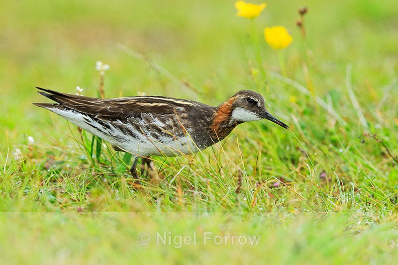Red-necked Phalarope (male) catches an insect on a grass stem, Iceland - Red-necked Phalarope