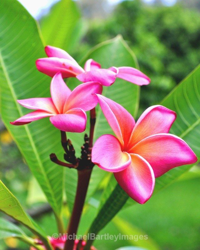 Plumeria flowers - Flora and Fauna