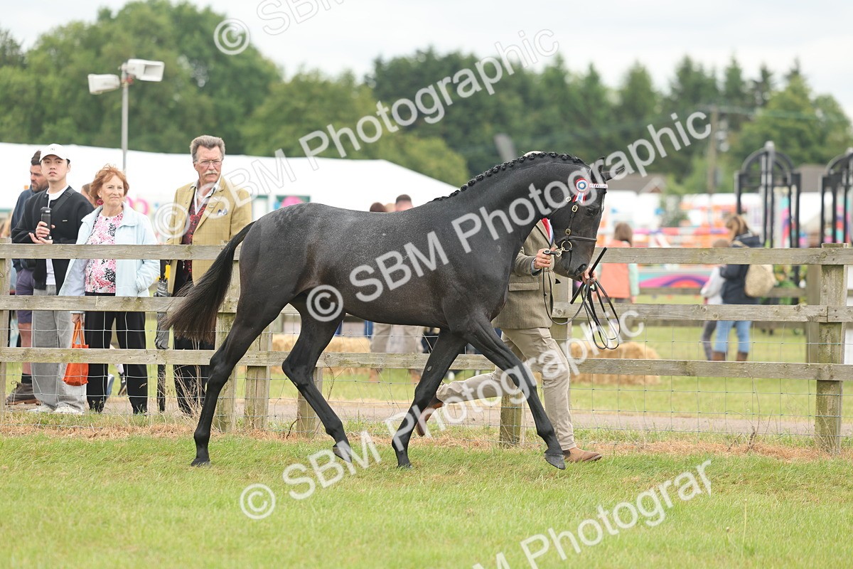SBM_05465 - Class 68-73 - Riding Pony Breeding