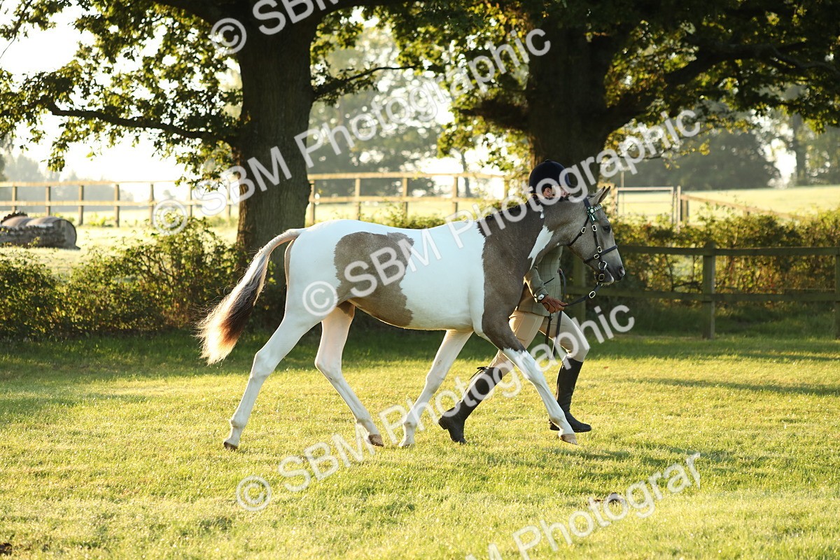 SBM_57796 - S42 - Youngstock