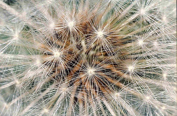 Dandelion Parachutes - MACRO & CLOSE UPS