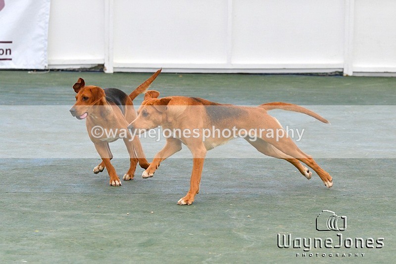 WJ5_1069 - Berks & Bucks at the Great Yorkshire Show 2025
