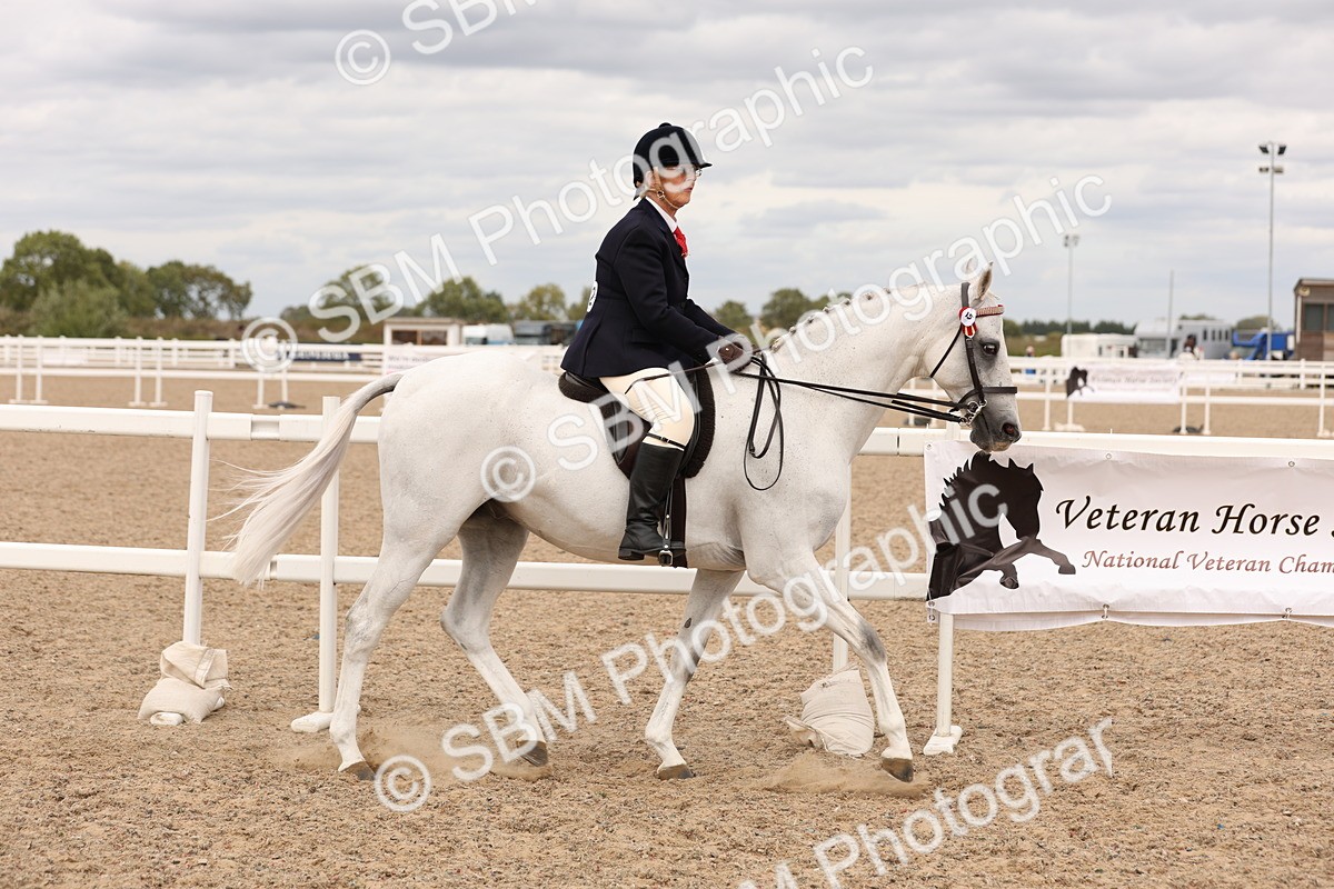 SBM_17304 - Class 214 - Ridden Hack Riding Horse