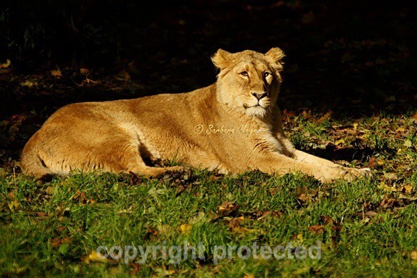 Asiatic lioness resting (Chester Zoo) - Asiatic Lions