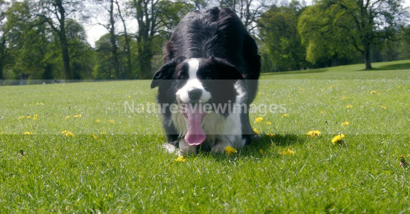 Floss 1 - Pet Photography