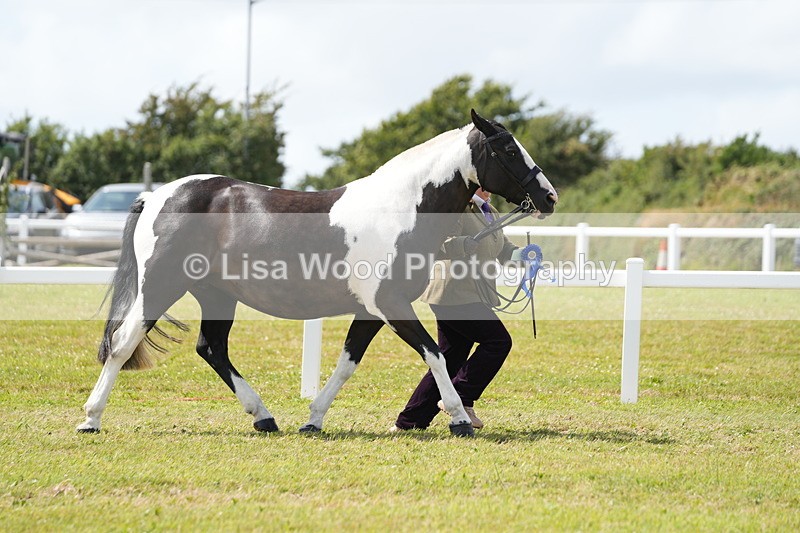 DSC06987 - Class 60: Coloured Pony 4yrs & over