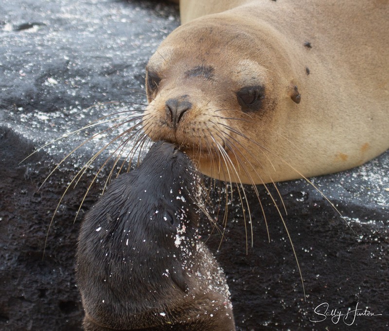 Sealion Cow and Pup