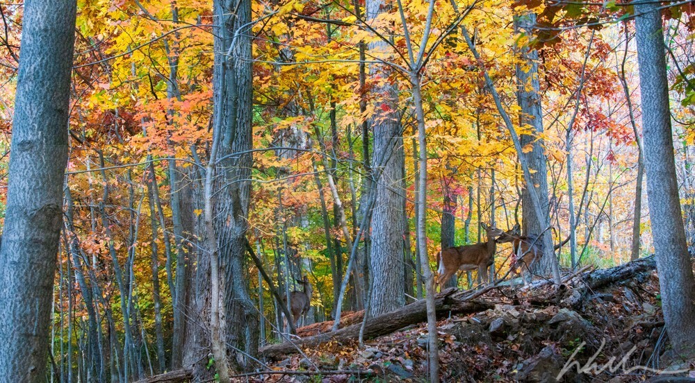 _WDB3163 - Autumn