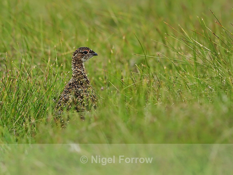 Red Grouse Chick, Scotland - Red Grouse