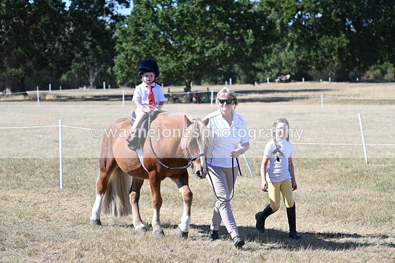 WJ7_1750 - Class 42 Most Handsome Gelding