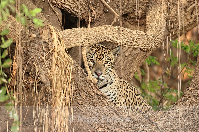 Jaguar looking out from tree, Corixo Negro, Mato Grosso, Brazil - Jaguar