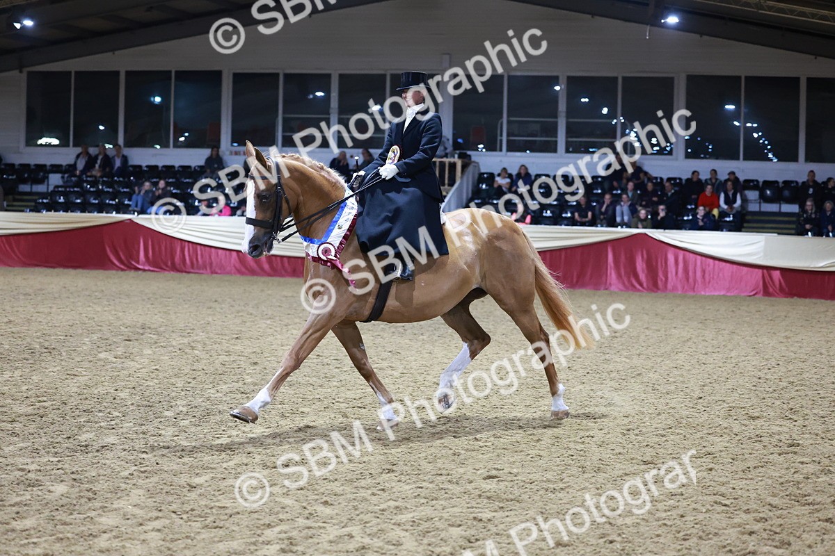 SBM_20975 - Class N - Side Saddle Champ