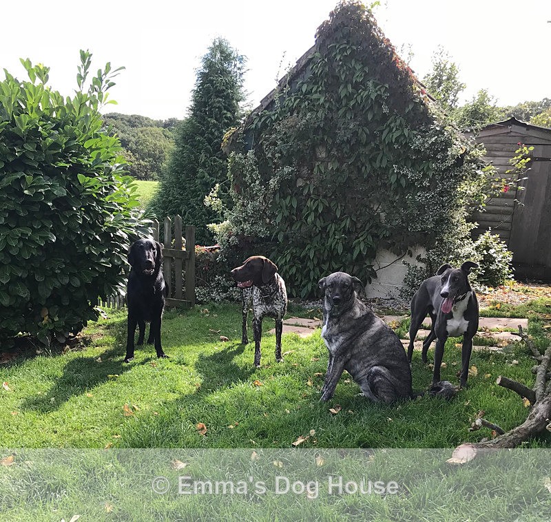  - Dogs