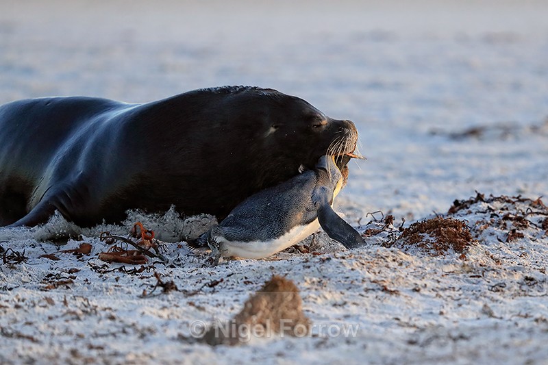 Sea Lion catches King Penguin, Volunteer Point, Falklands - Sea Lion