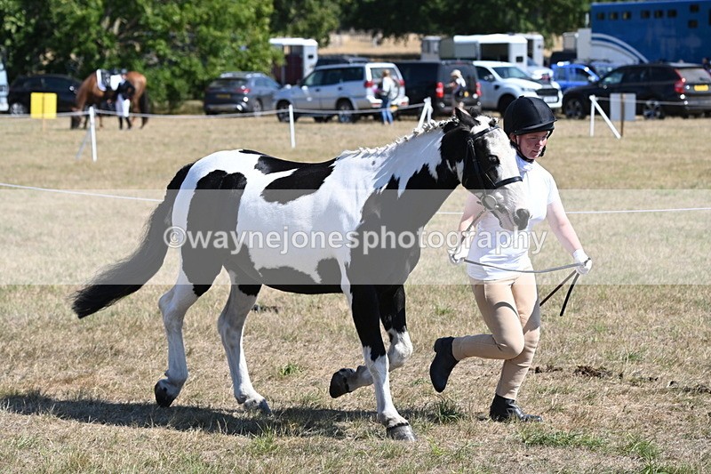 WJ6_8584 - Class 37b Best Loan Pony In-hand