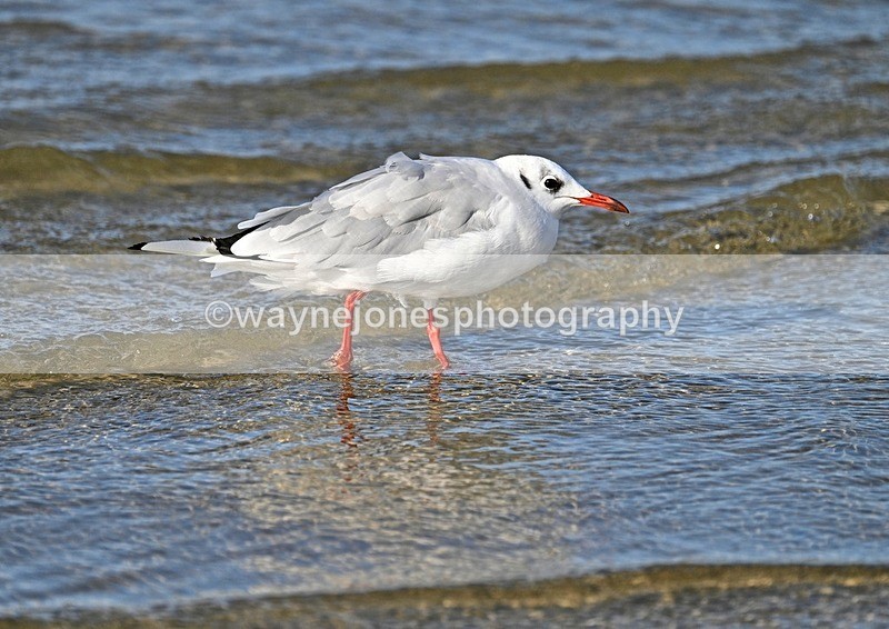 WJ7_3669_1 - Kellie & Churchill ... do Hayling Island 25-08-24