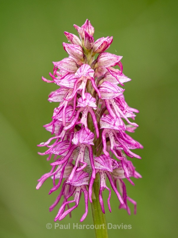 Orchis x bergonii = Orchis anthropophorum x Orchis.simia hybrid - Wild Orchids - 1