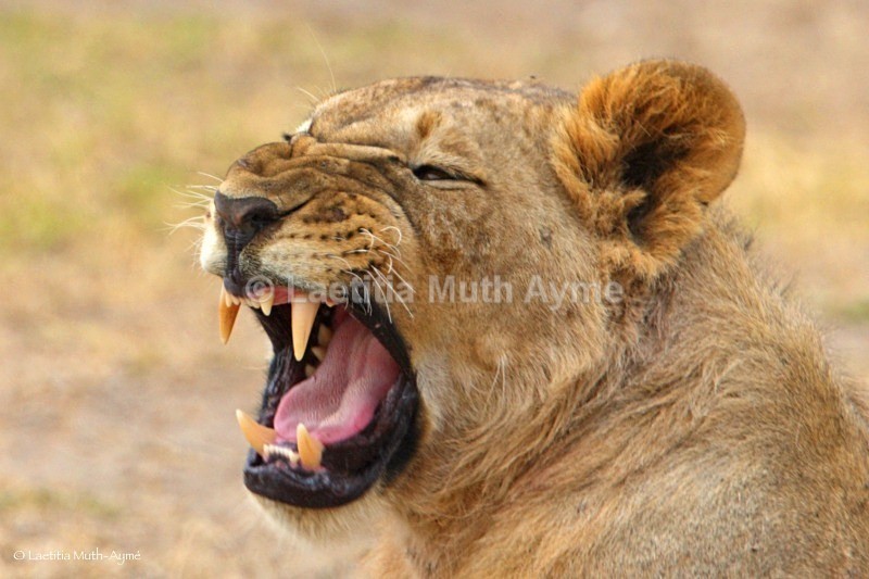 _84Y1046 Amboseli - Lions