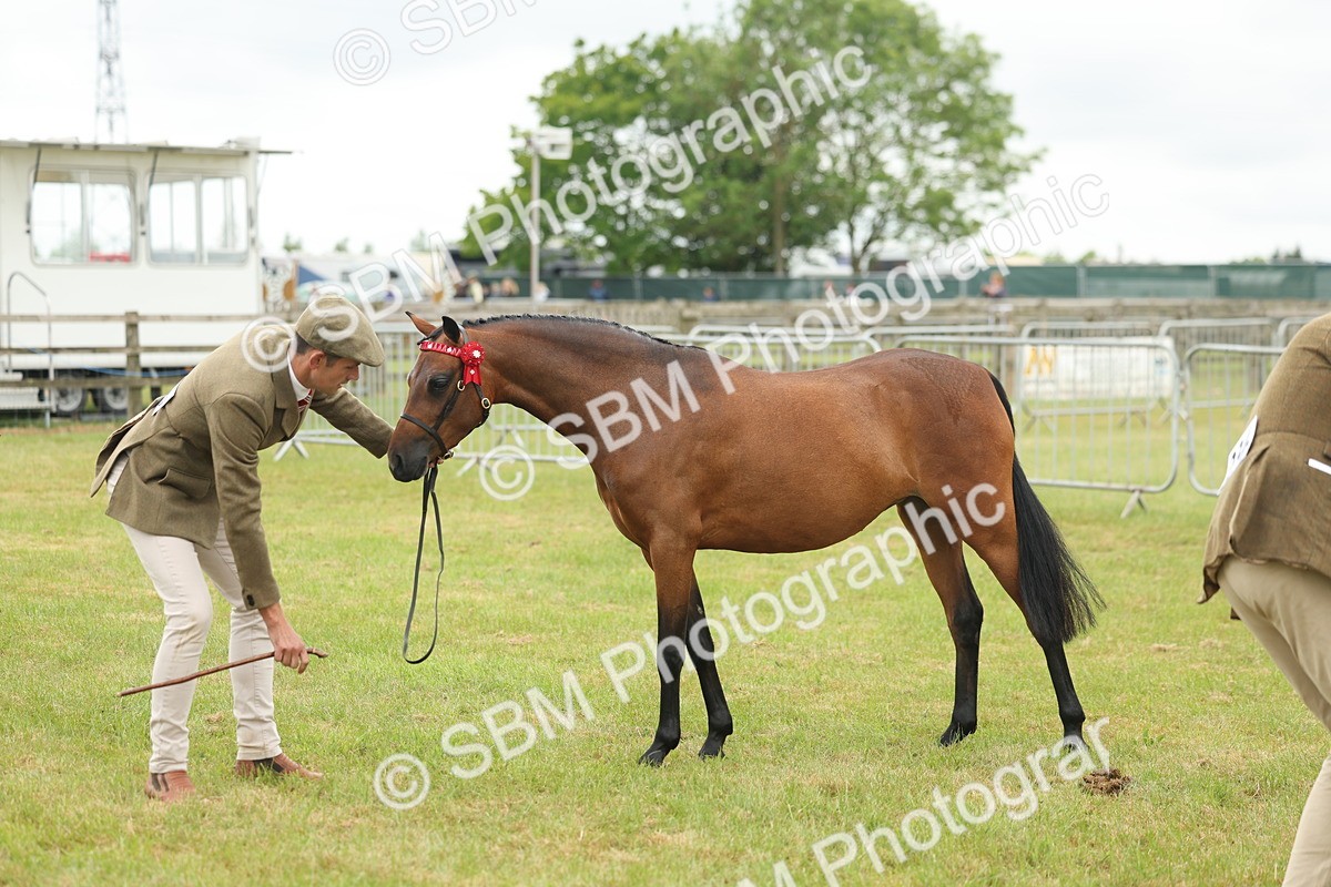 SBM_05569 - Class 68-73 - Riding Pony Breeding