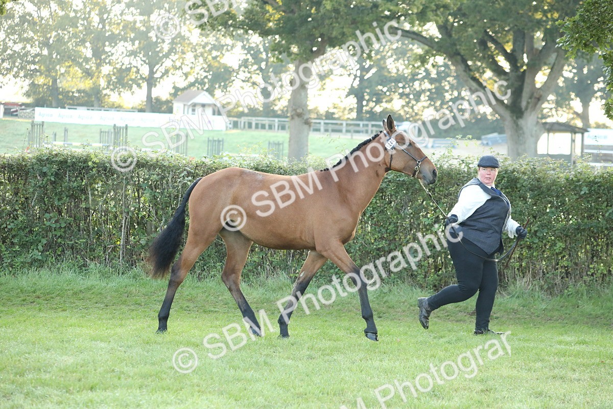 SBM_57779 - S42 - Youngstock