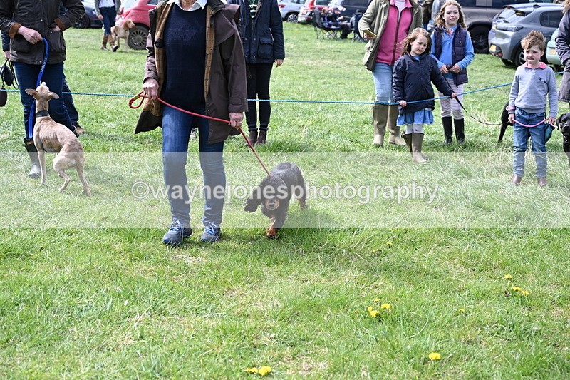 WJ6_8979 - Class 8 Best Working / Gun Dog or Bitch