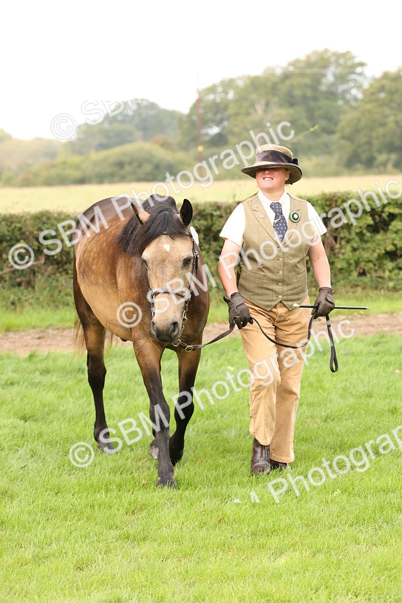 SBM_56249 - S55 - Other Coloured Horse In Hand