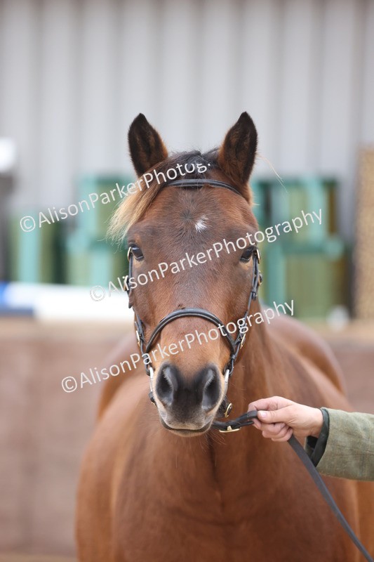 20251109-1105 - Class 29 - Geldings 4 Years and over