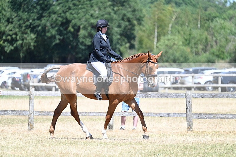 WJ7_2898 - Class 7 Riding Club Show Horse