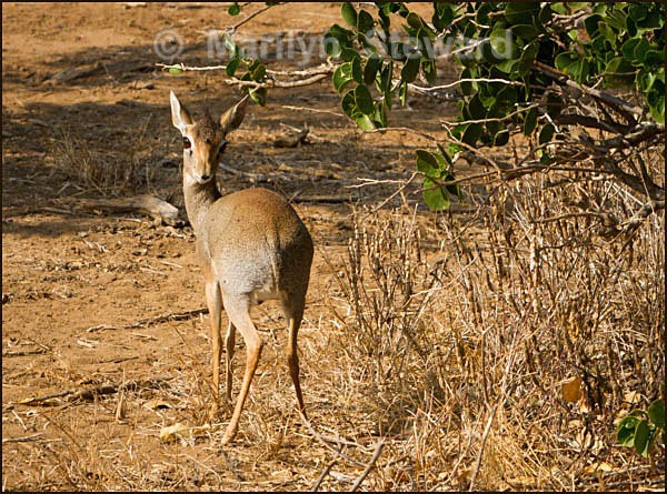 Dik-dik - Kenya, Tsavo East