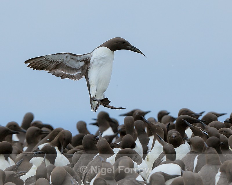 Guillemot landing in a colony, Farne Islands - Guillemot