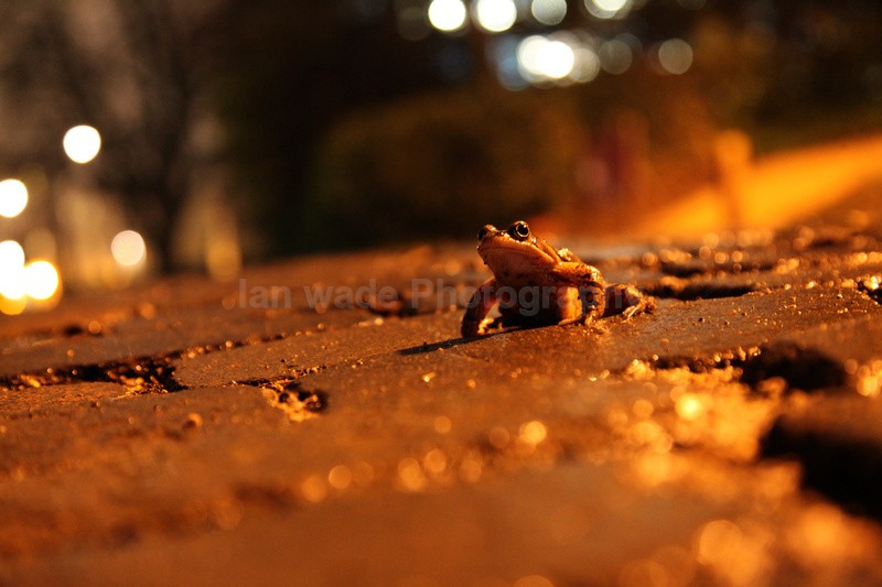  - Reptiles, amphibians & pond life, Great Britian