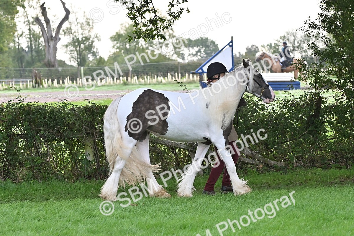 SBM_56897 - S45 - Coloured Pony In Hand