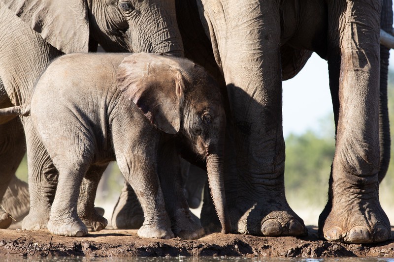 Mashatu Elephant Baby 3