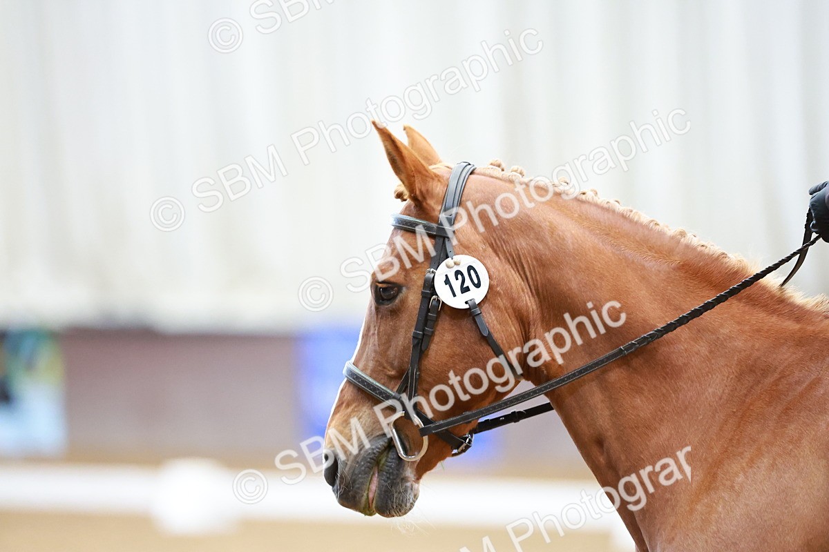 SBM_000958 - Class 12 - Novice 2