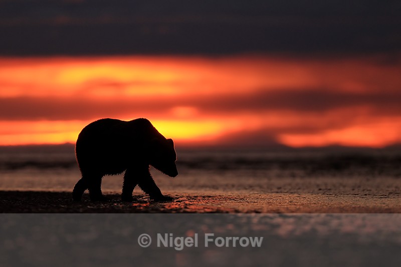 Grizzly Bear sunrise beach walk, Lake Clark NP, Alaska - Brown Bear