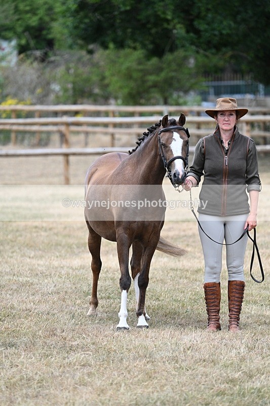 WJ7_1501 - Class 4 Prettiest Mare up to 14.2hh in hand
