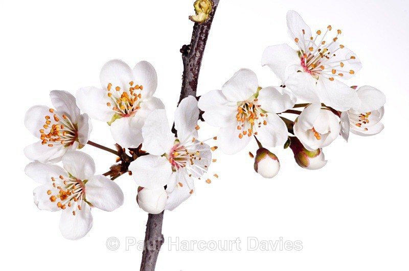 Wild Cherry (Prunus avium) - Plants - WB